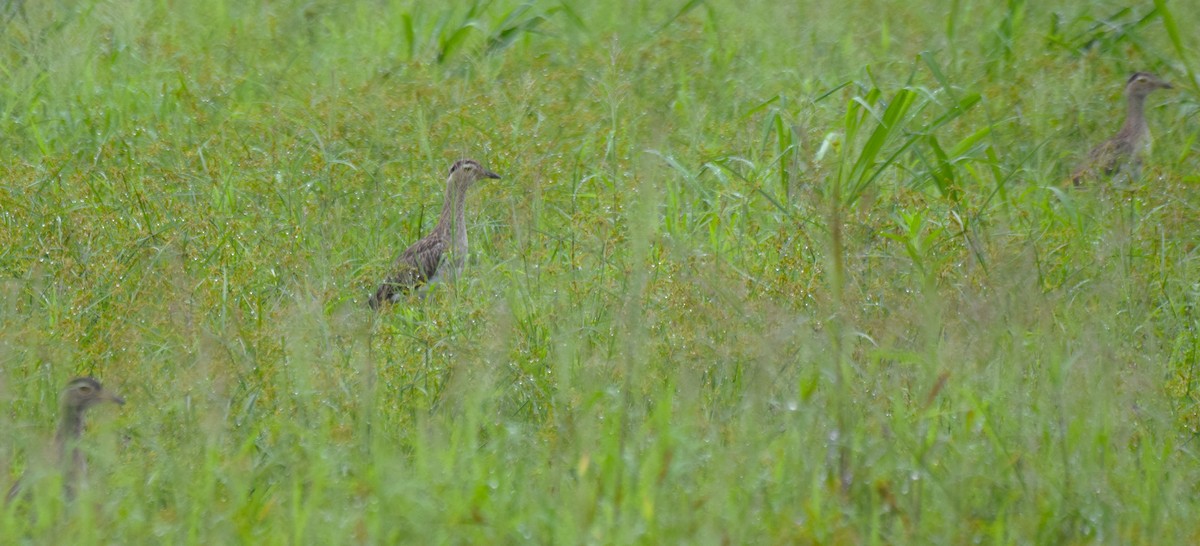 Double-striped Thick-knee - ML623478498