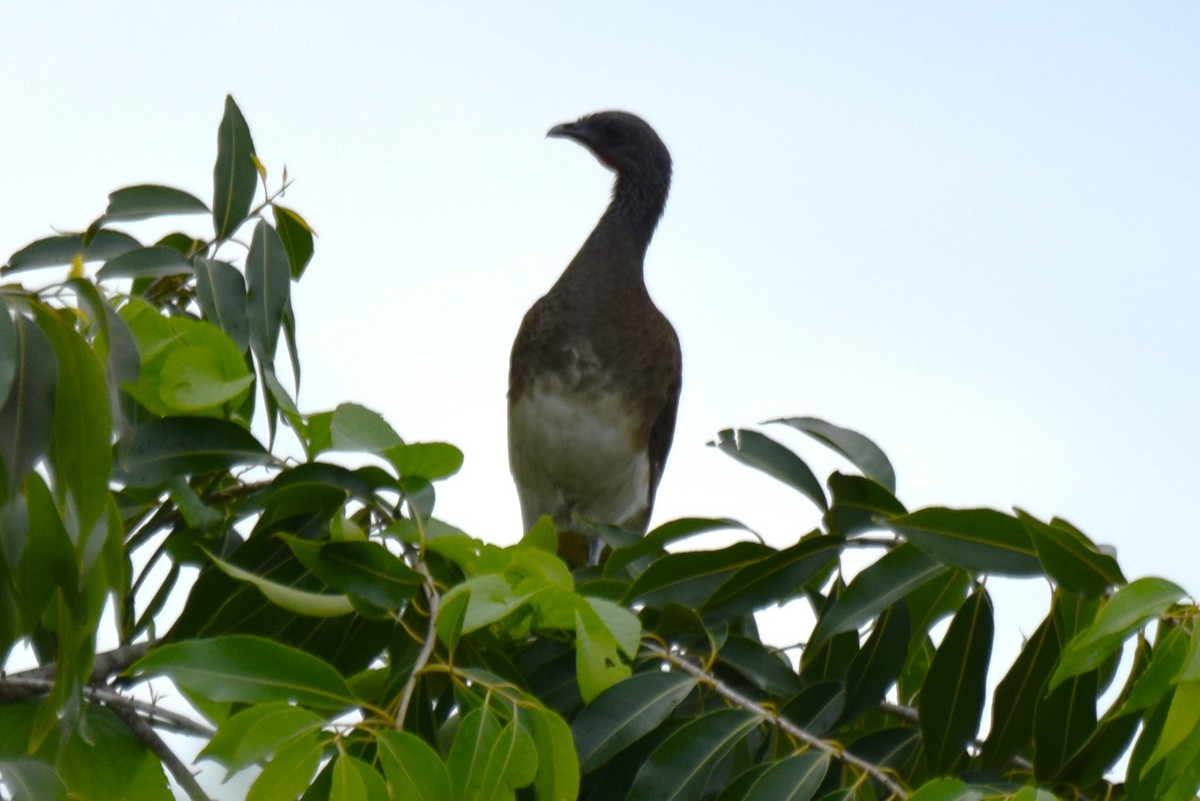 Chachalaca Ventriblanca - ML623478512