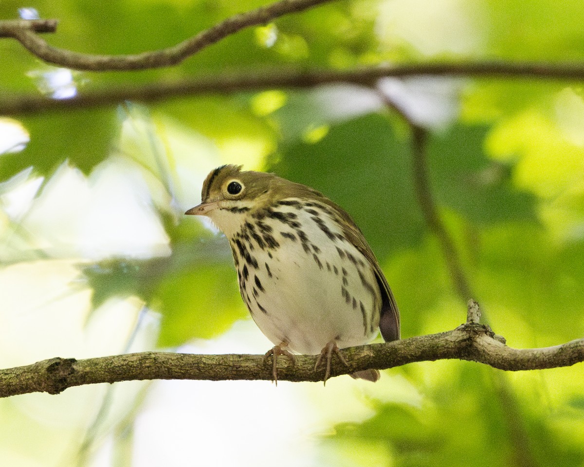 Ovenbird - ML623478530