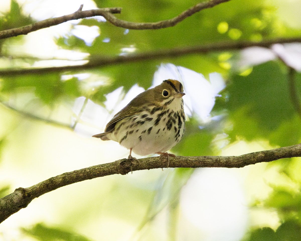 Ovenbird - ML623478531