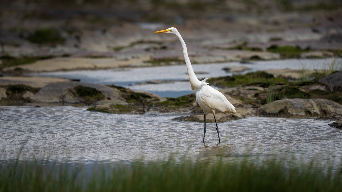 Цасч дэглий - ML623478535