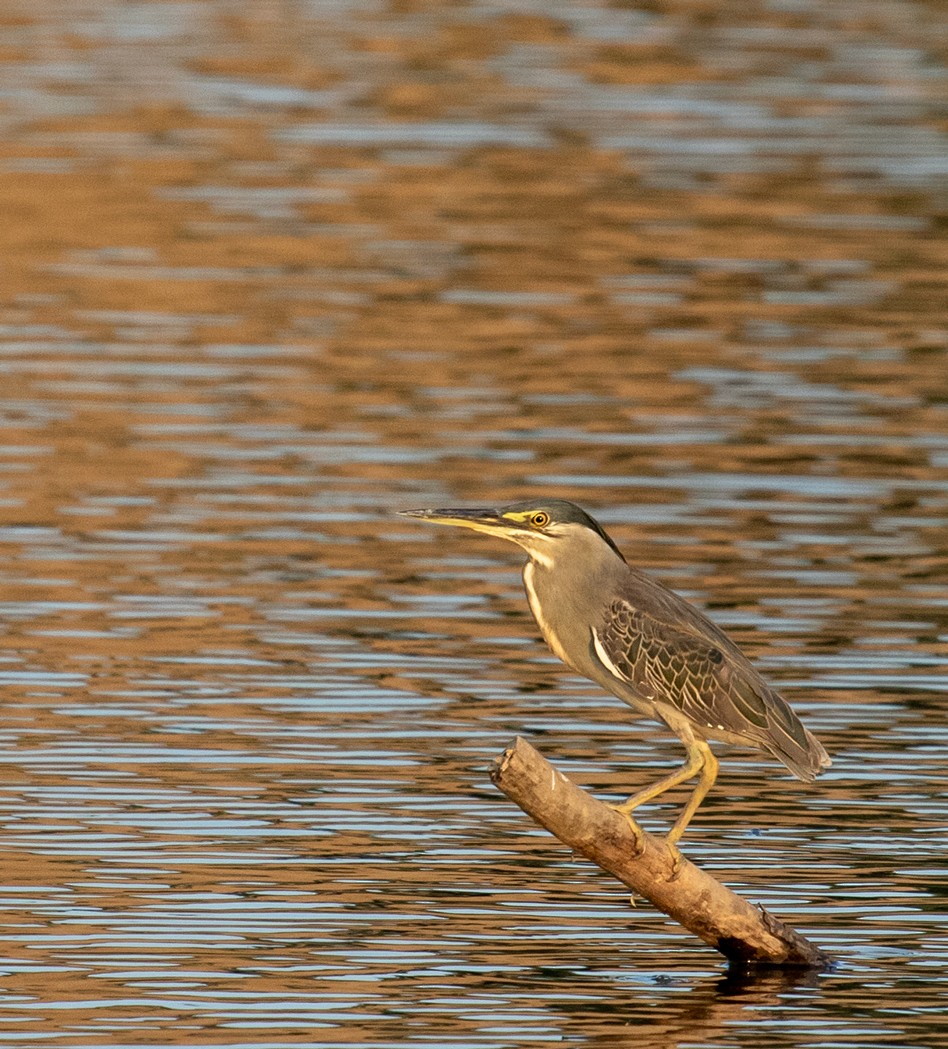 Striated Heron - ML623478581