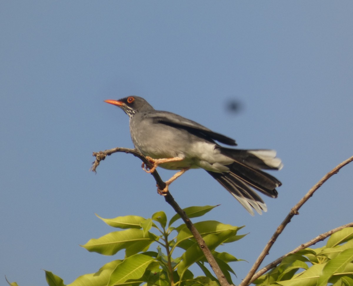 Red-legged Thrush (Antillean) - ML623478599