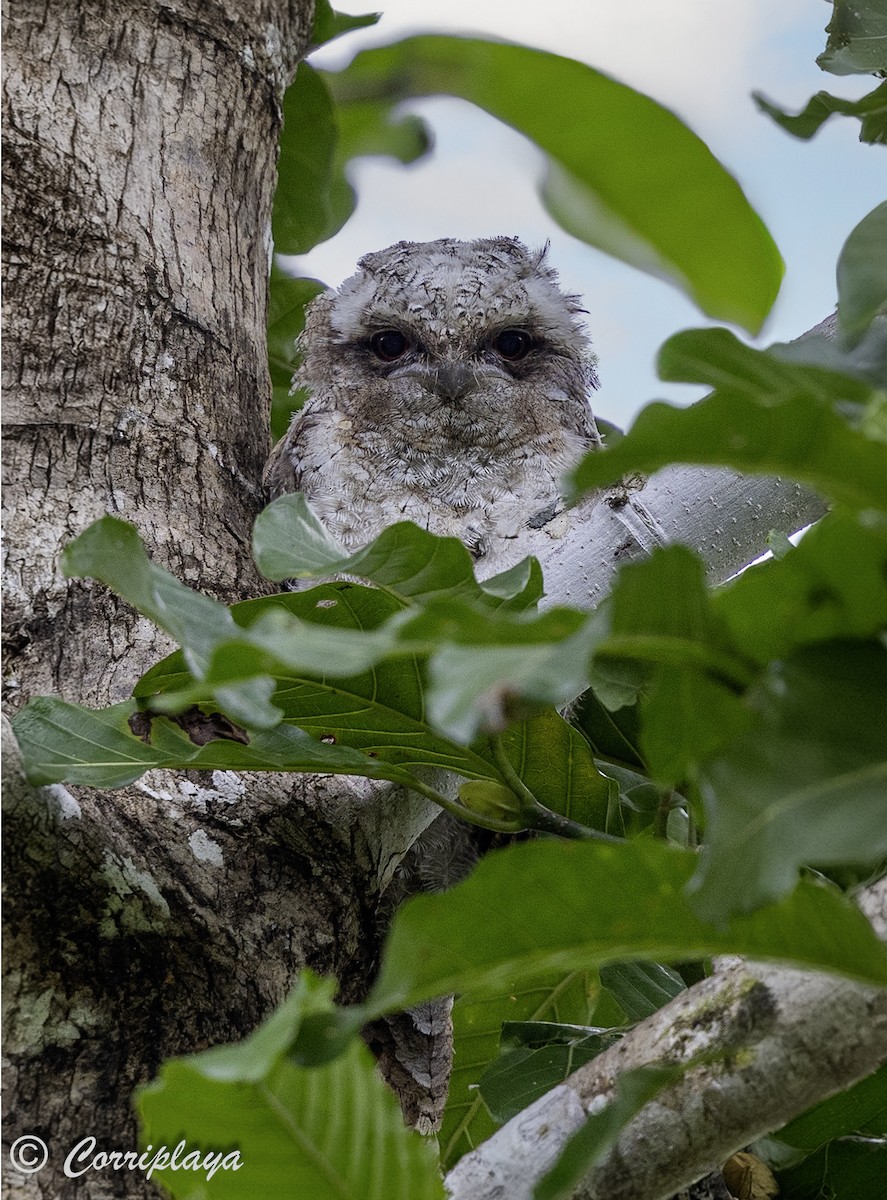 Papuan Frogmouth - ML623478682