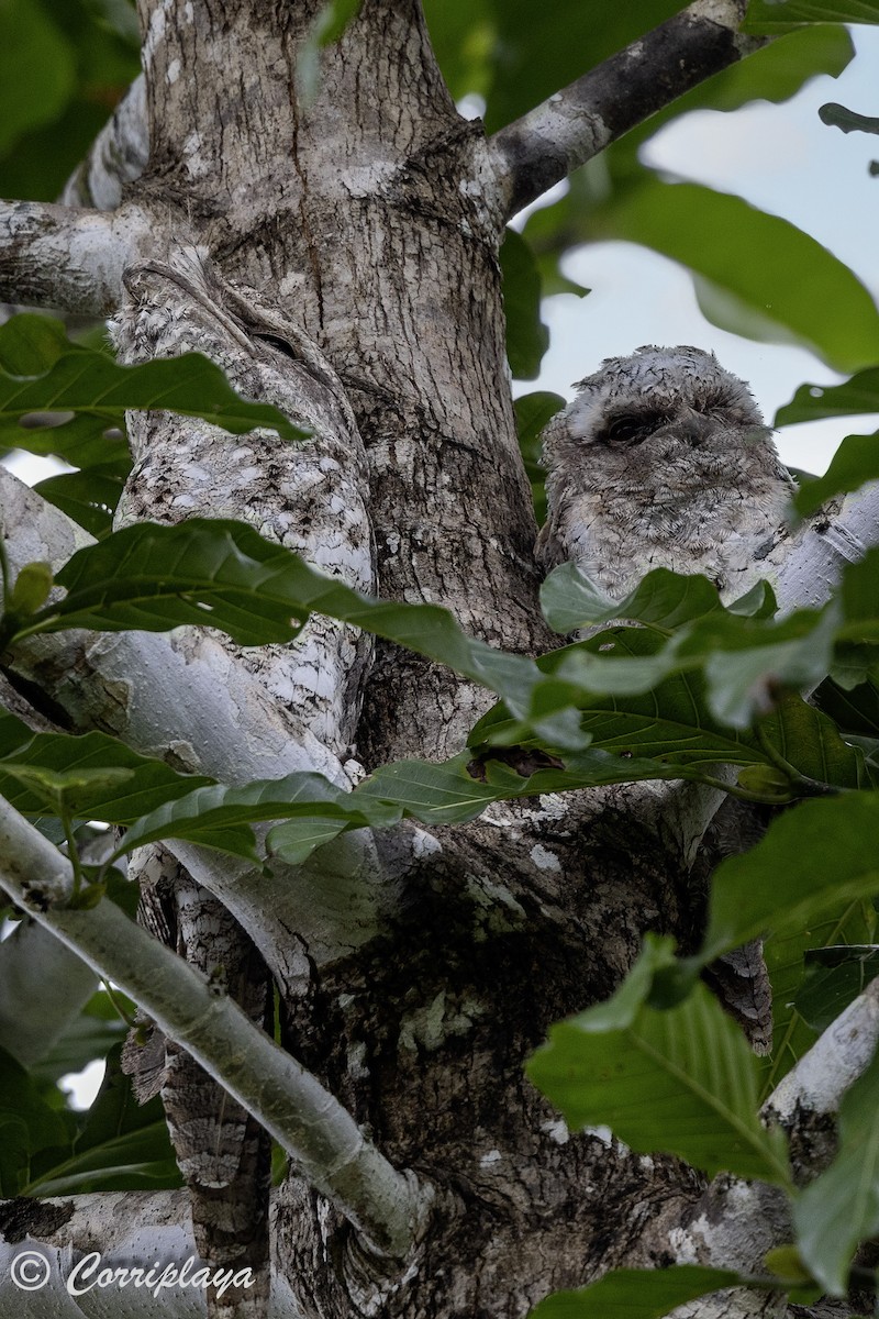 Papuan Frogmouth - Fernando del Valle