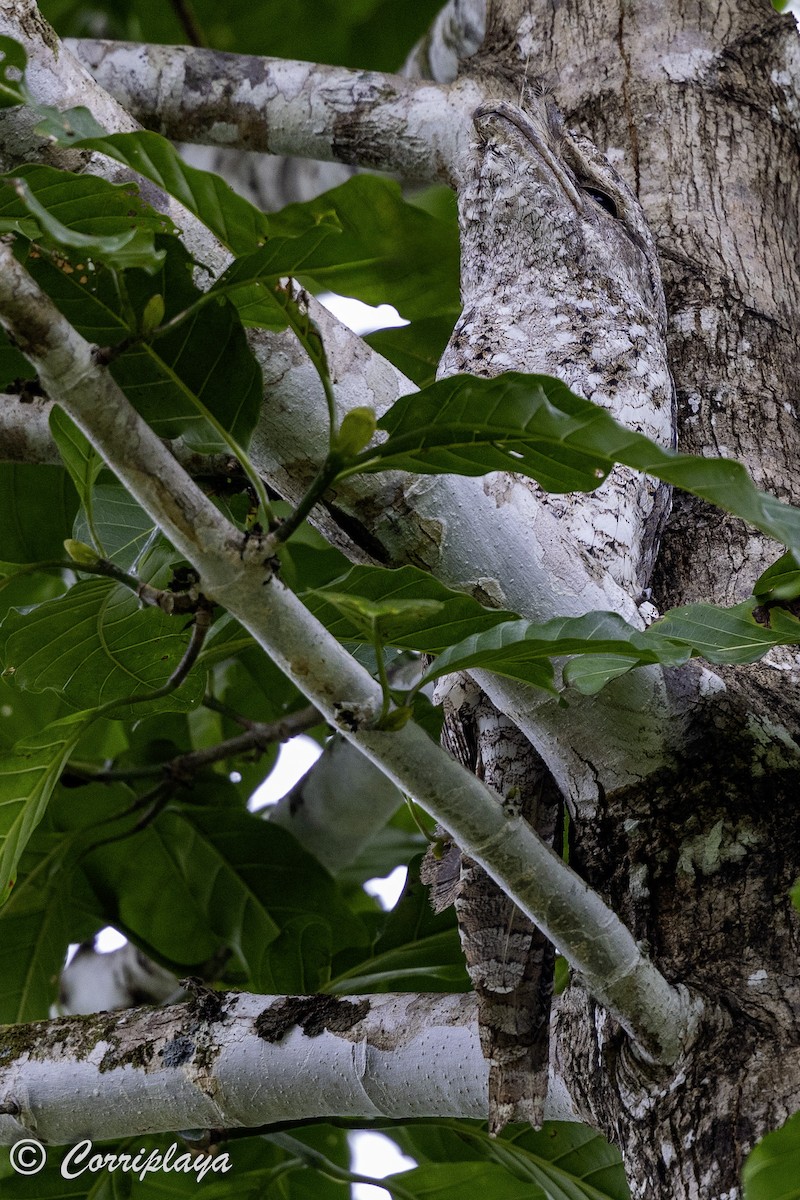 Papuan Frogmouth - ML623478684