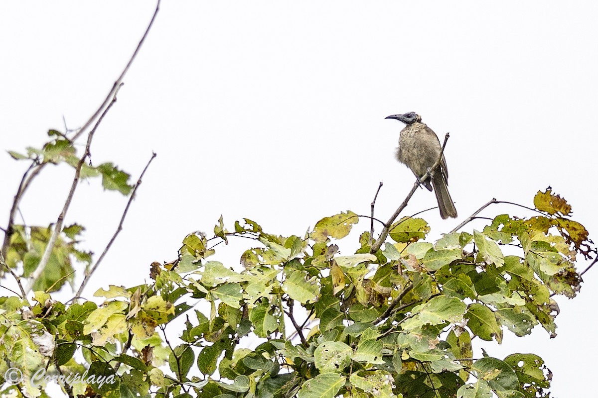 Helmeted Friarbird - ML623478696