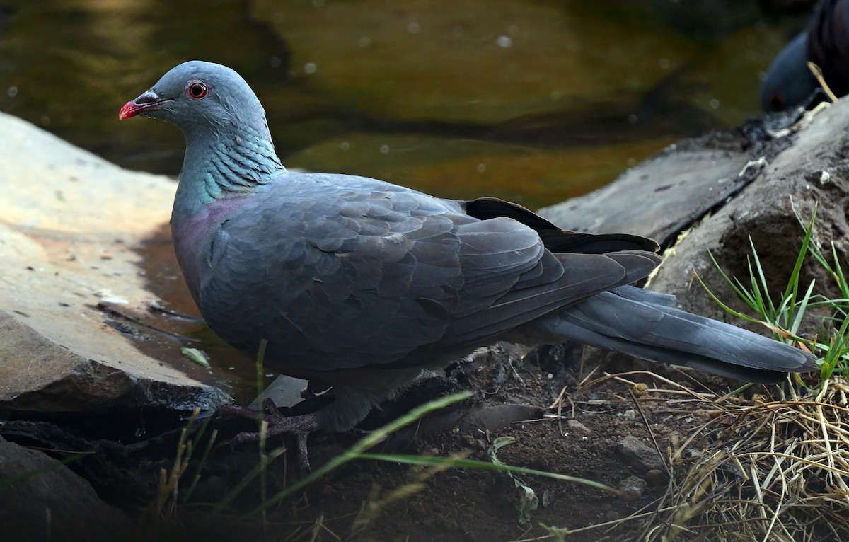 Bolle's Pigeon - Josep del Hoyo