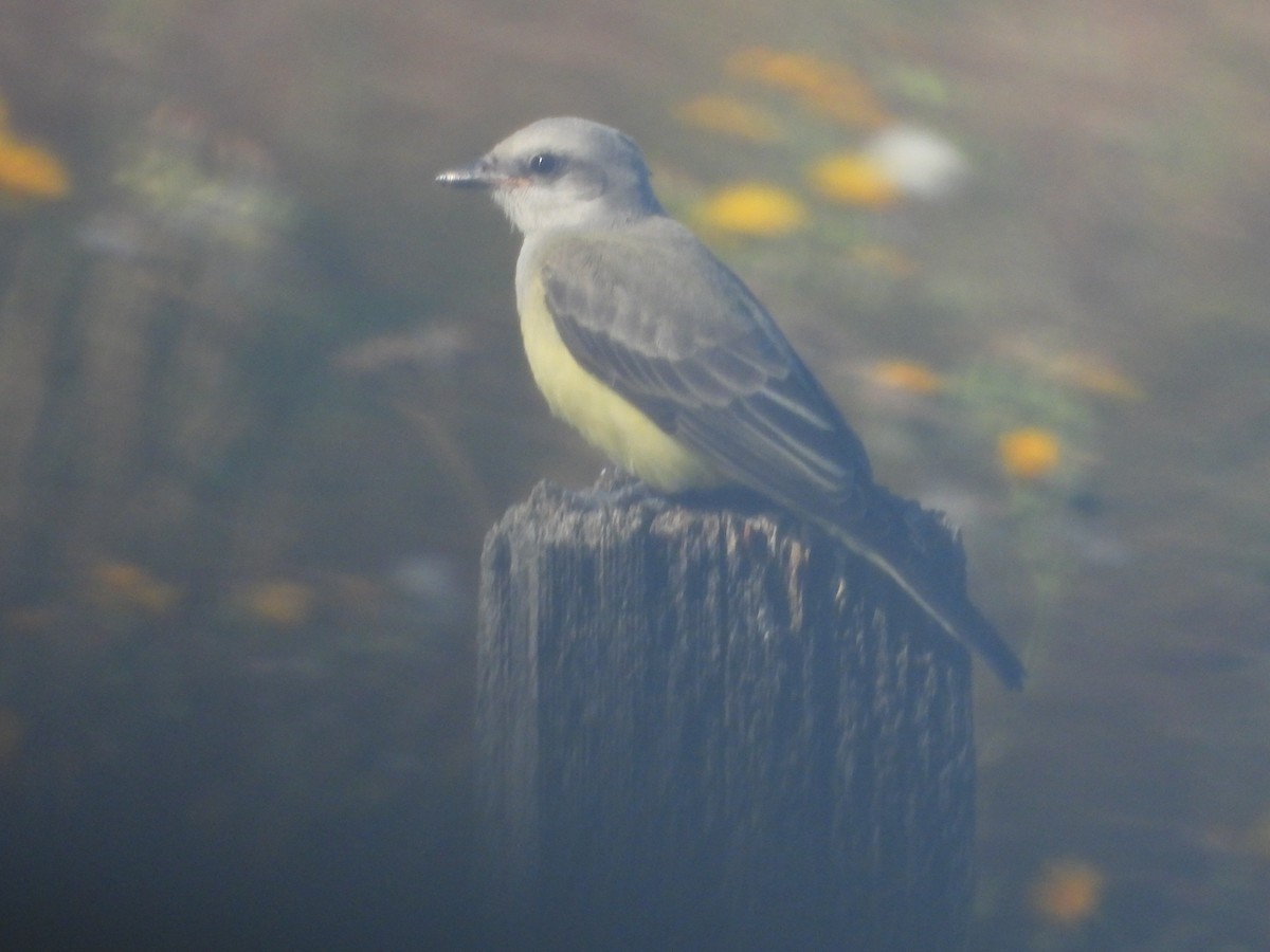 Western Kingbird - Marilyn Weber