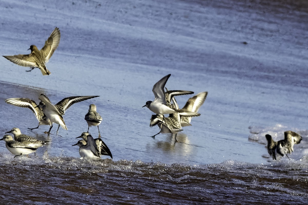 Sanderling - ML623478710