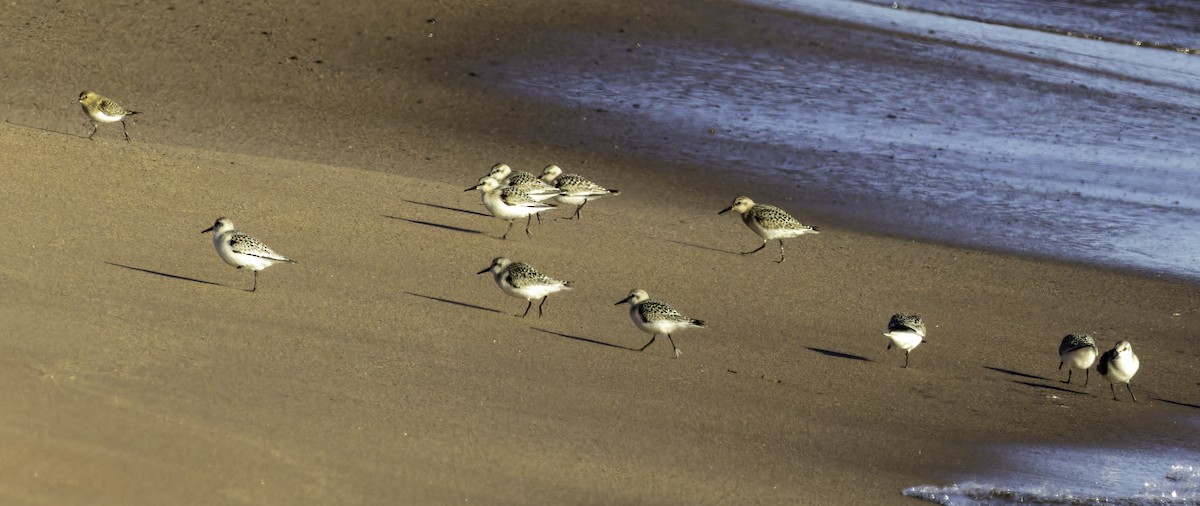 Sanderling - ML623478714