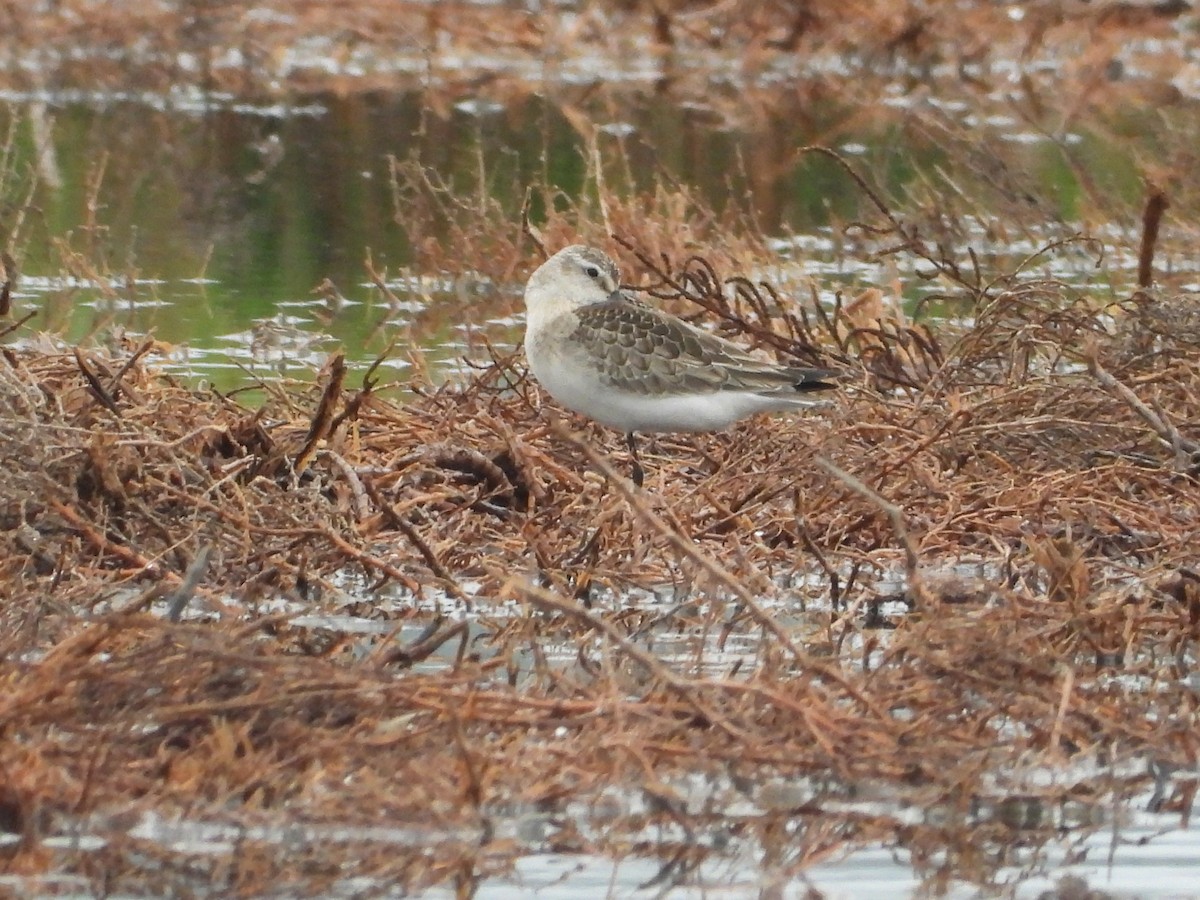 Curlew Sandpiper - ML623478717