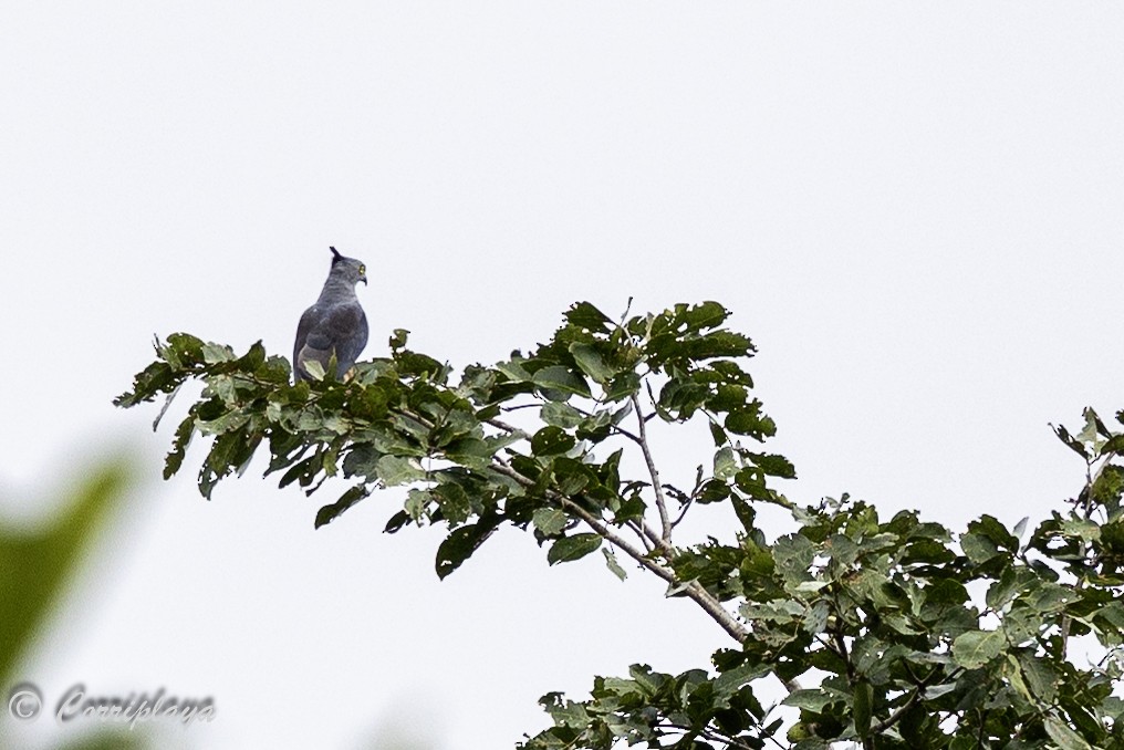 Pacific Baza - ML623478725