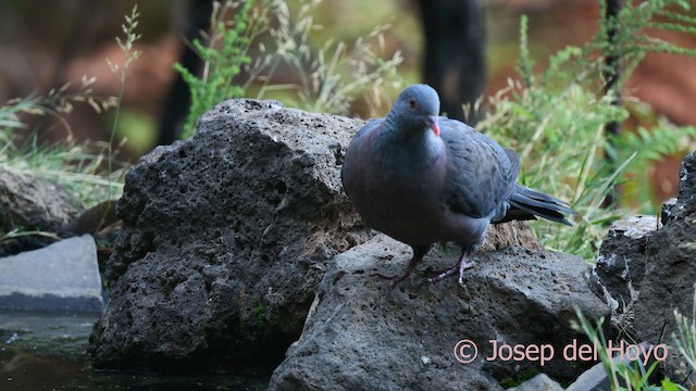 カナリーバト - ML623478733