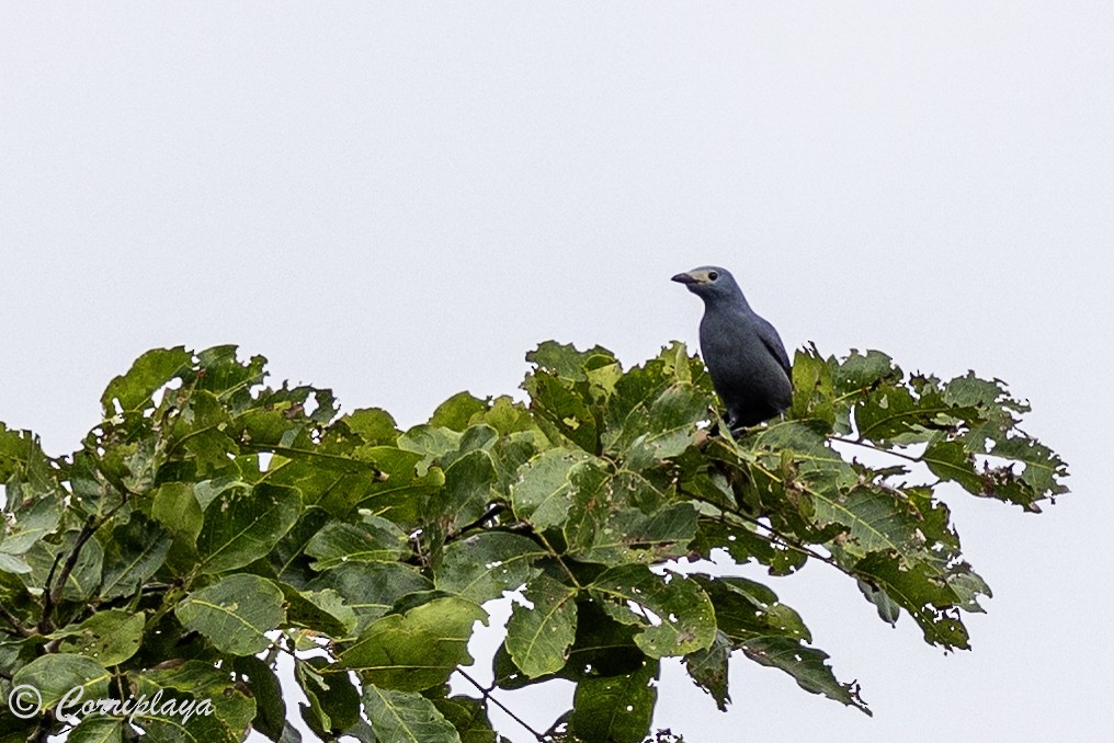 Boyer's Cuckooshrike - ML623478766