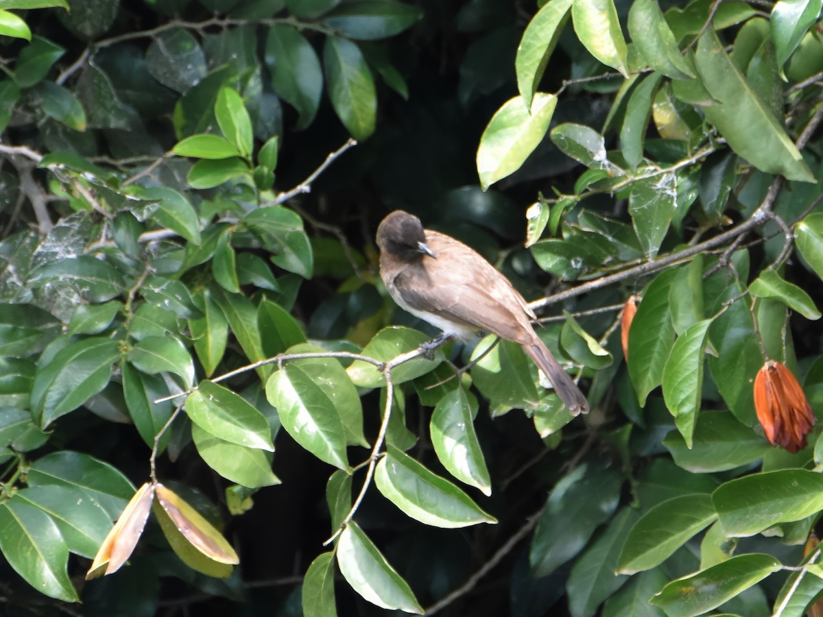 Common Bulbul - ML623478774