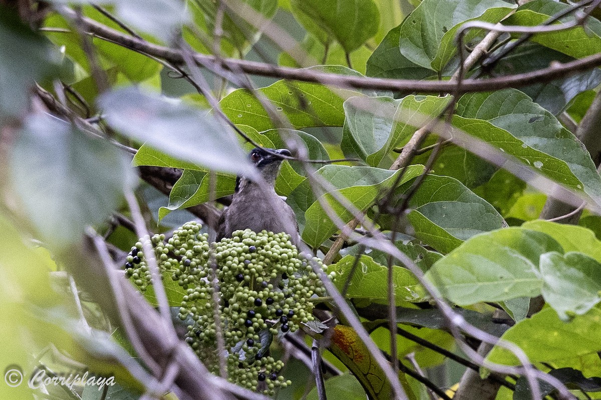 Dwarf Koel - ML623478782