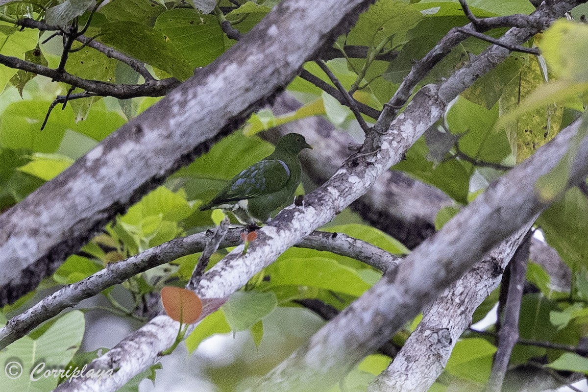 Orange-bellied Fruit-Dove - ML623478802