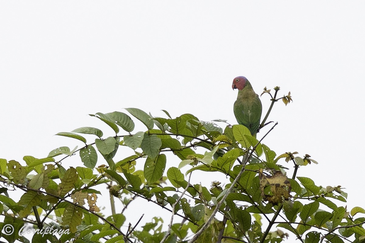 Red-cheeked Parrot - ML623478824