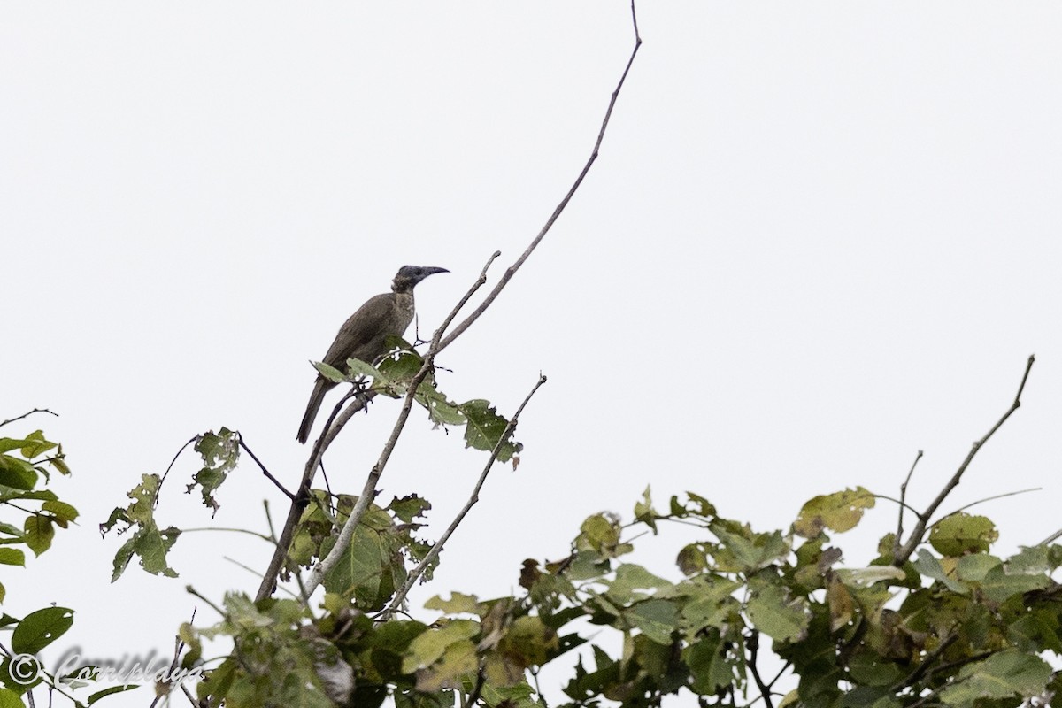 Helmeted Friarbird - ML623478827