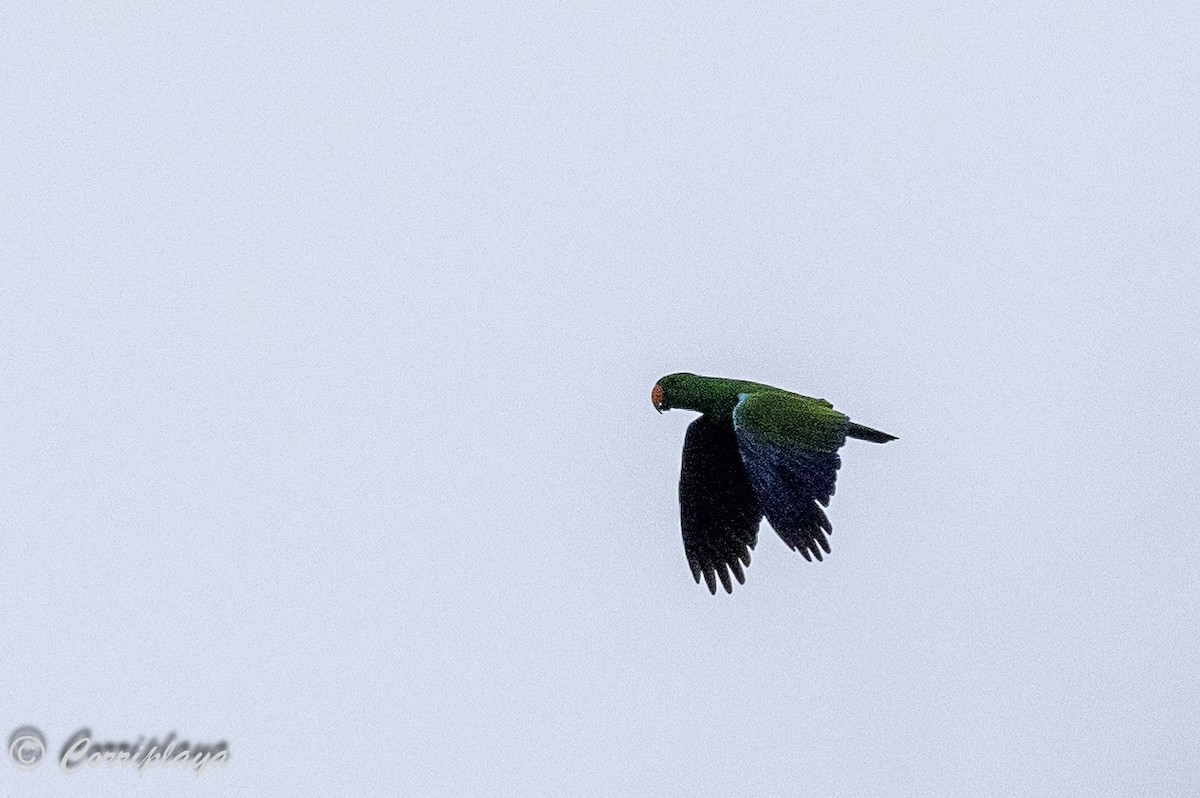 Papuan Eclectus - ML623478857