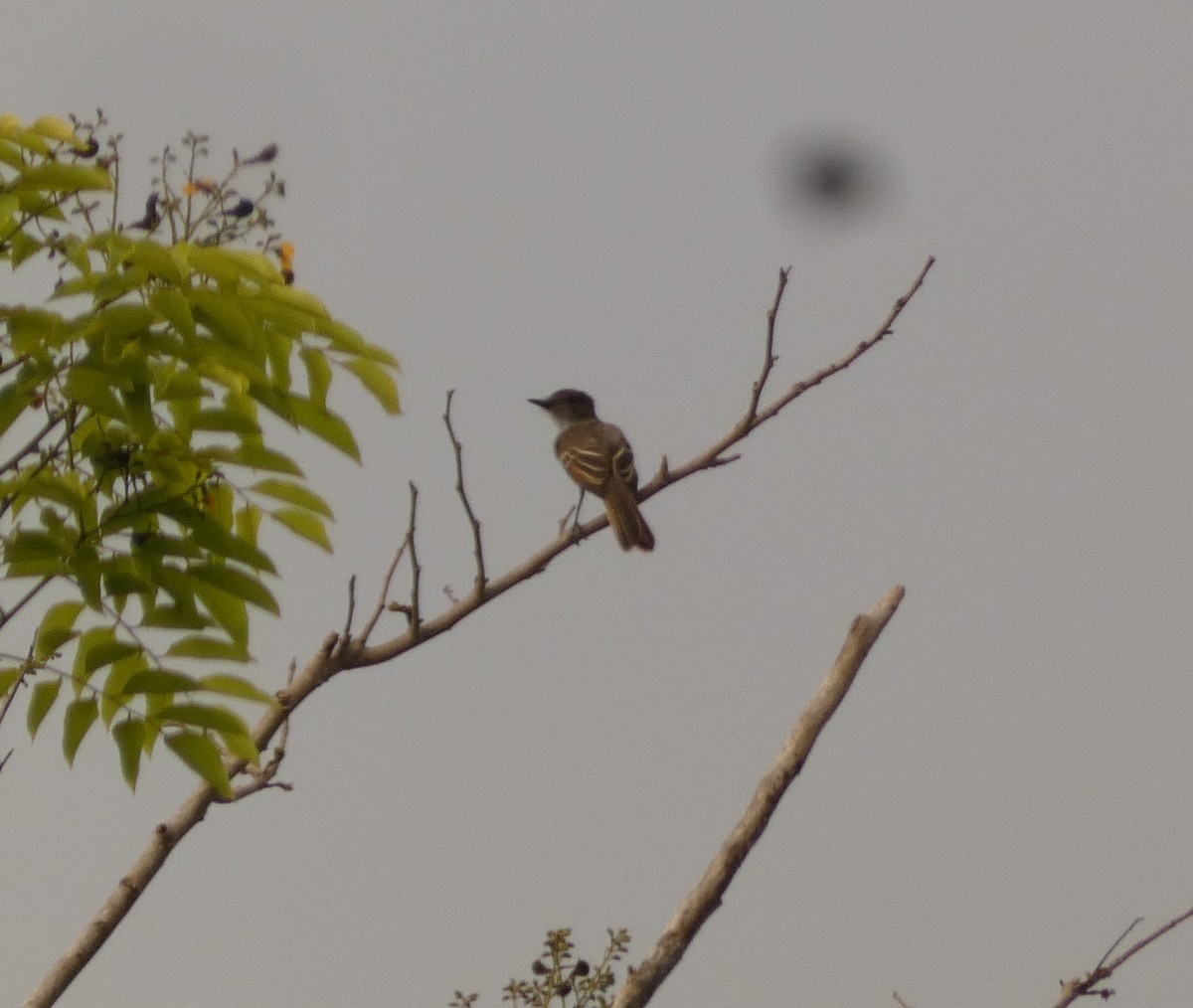 Puerto Rican Flycatcher - ML623478872