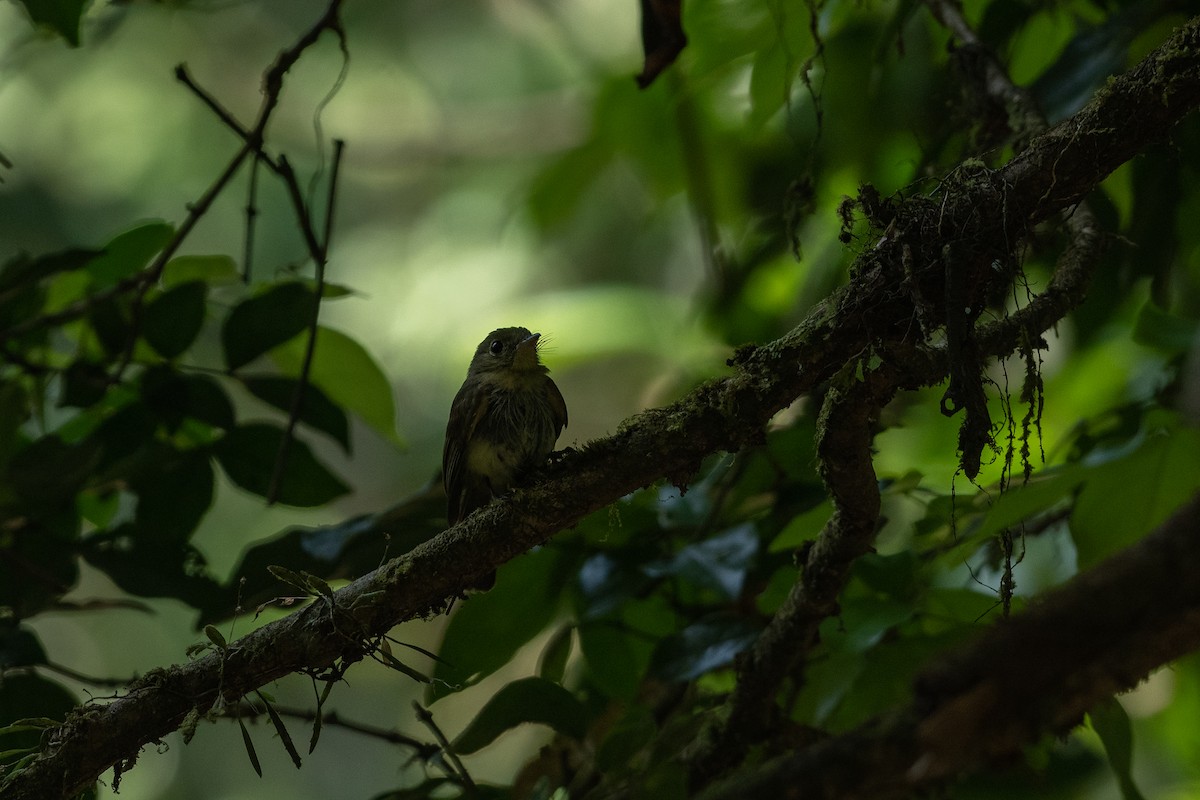 Whiskered Flycatcher - ML623478884