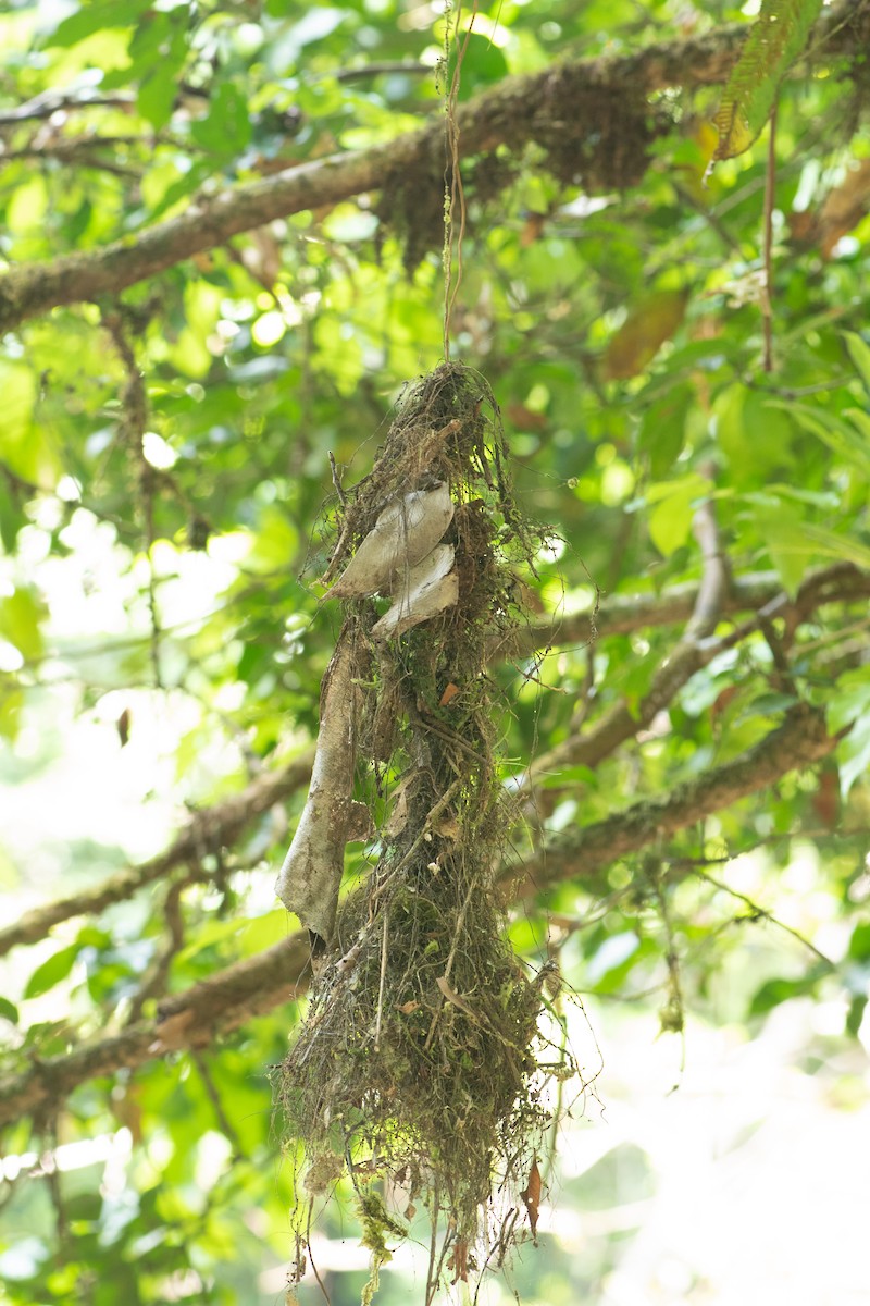 Whiskered Flycatcher - ML623478892