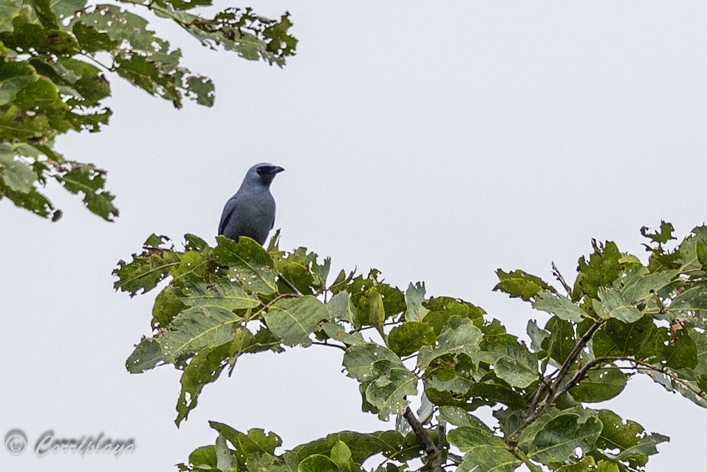 Boyer's Cuckooshrike - ML623478905