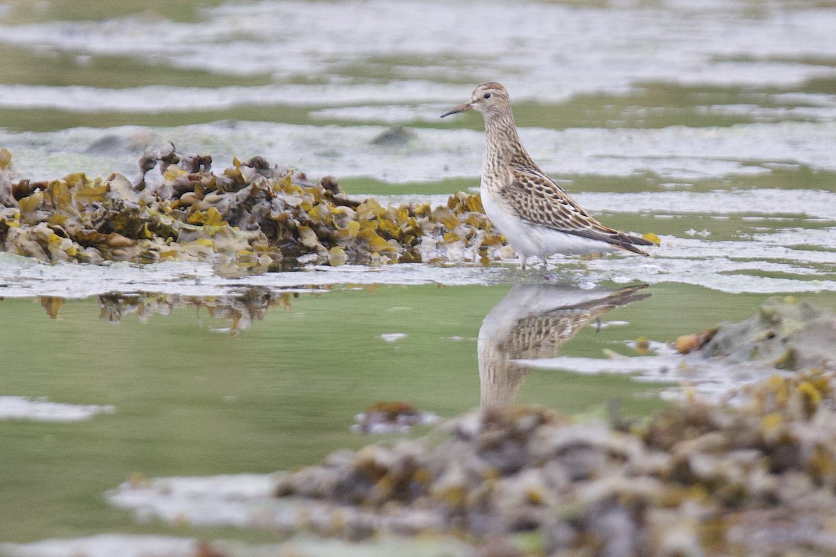 Pectoral Sandpiper - ML623478944