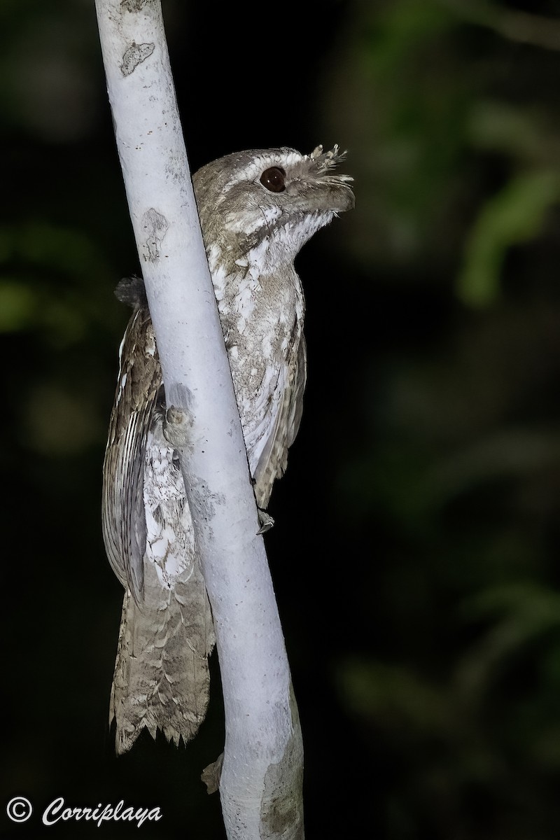 Marbled Frogmouth - ML623478951