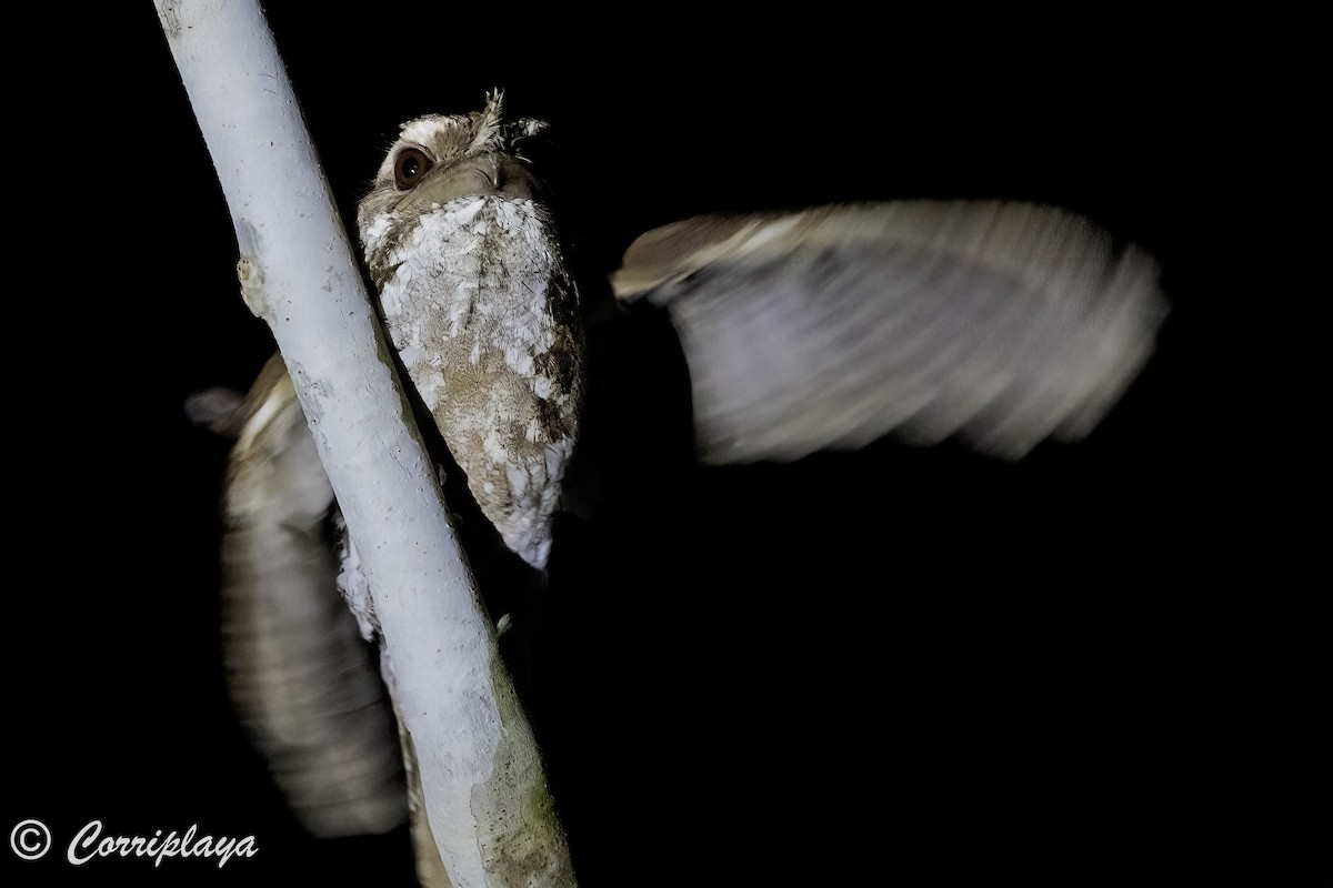 Marbled Frogmouth - ML623478952