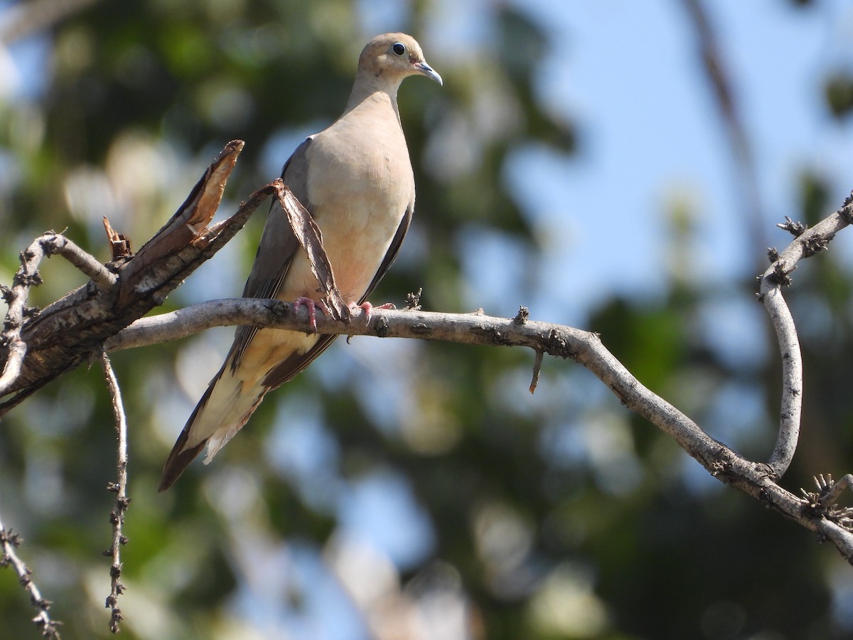 Mourning Dove - ML623479040