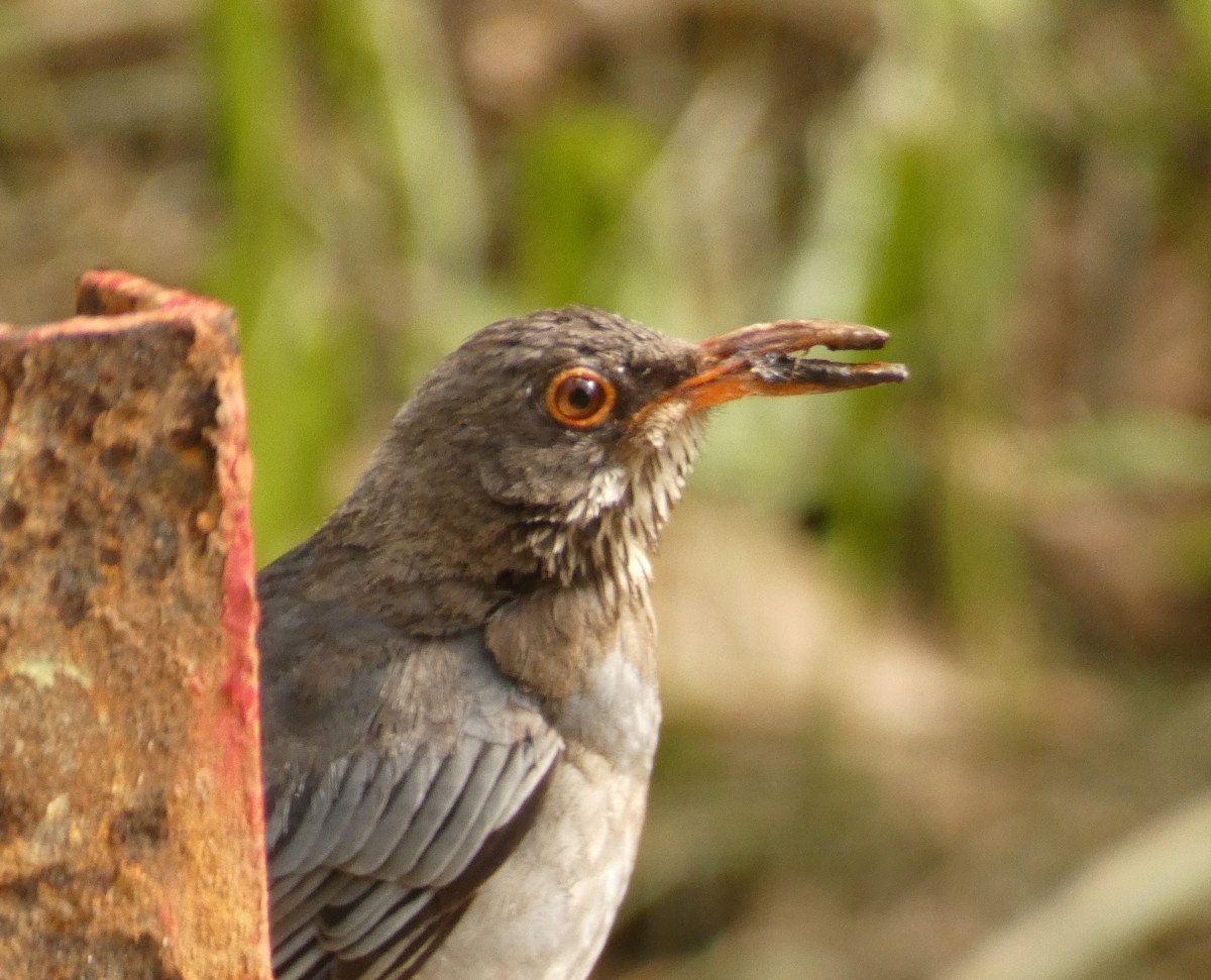 Red-legged Thrush (Antillean) - ML623479048