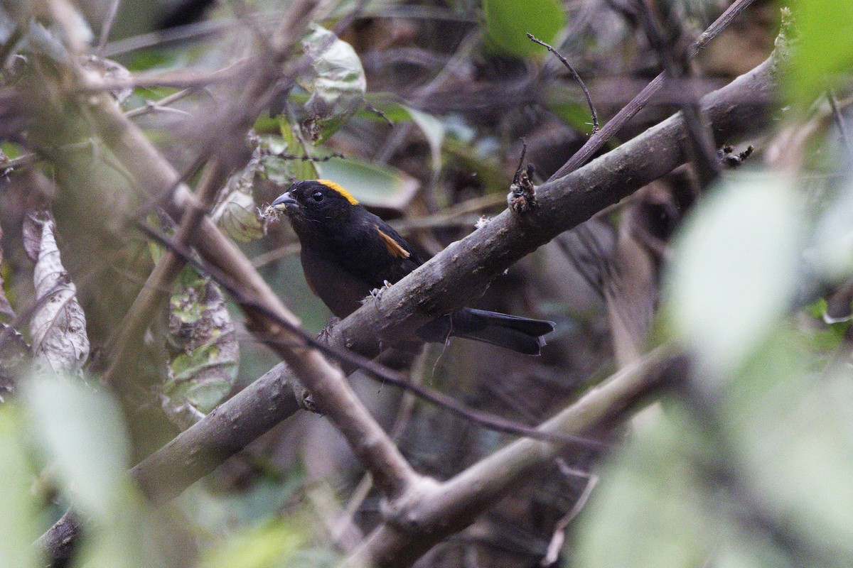 Gold-naped Finch - ML623479189