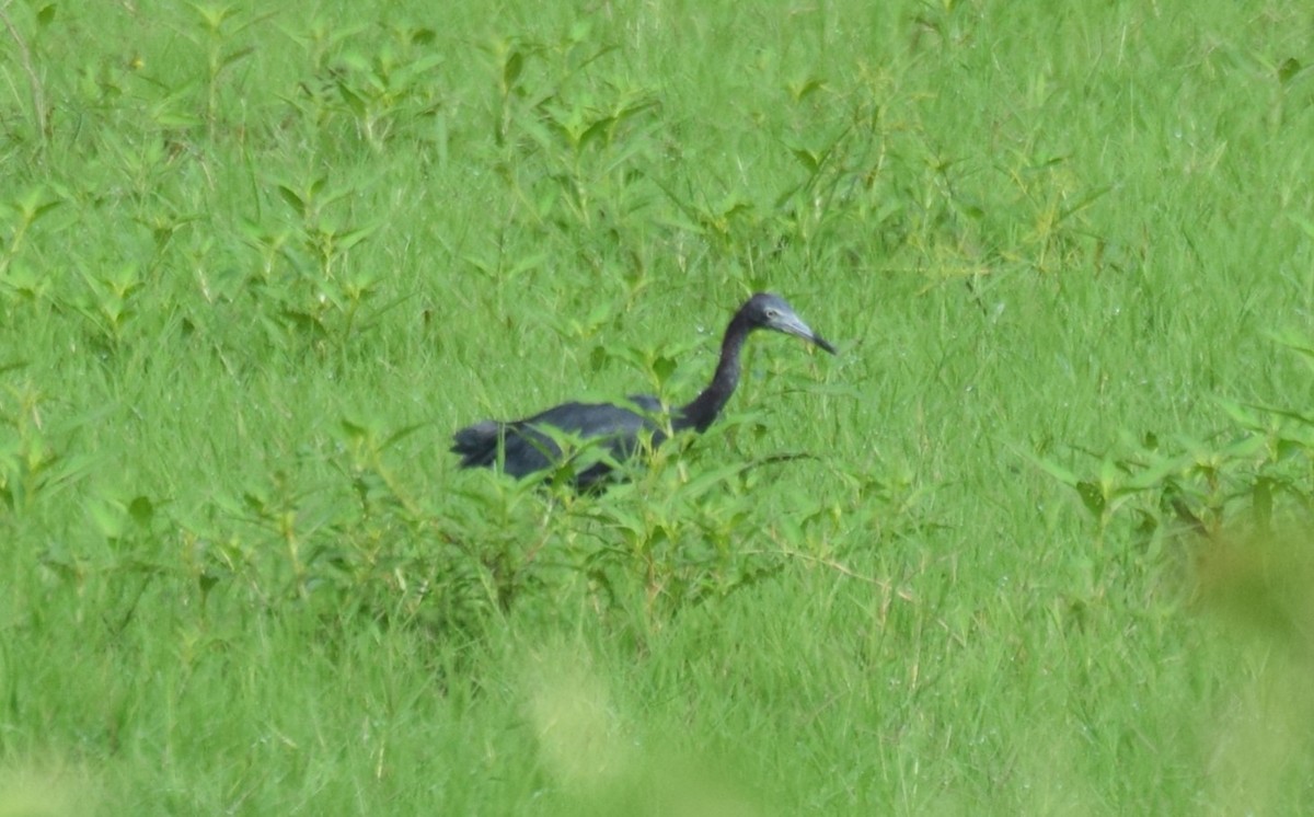 Little Blue Heron - Nestor Herrera