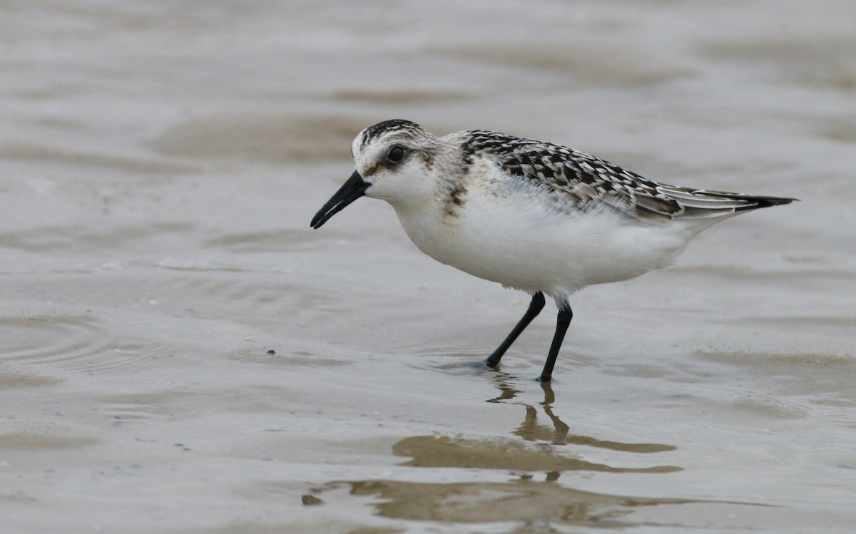 Bécasseau sanderling - ML623479262