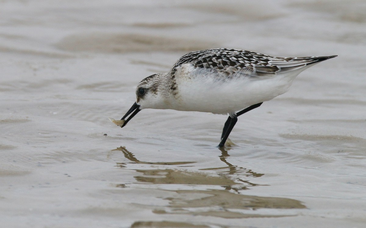 Bécasseau sanderling - ML623479264