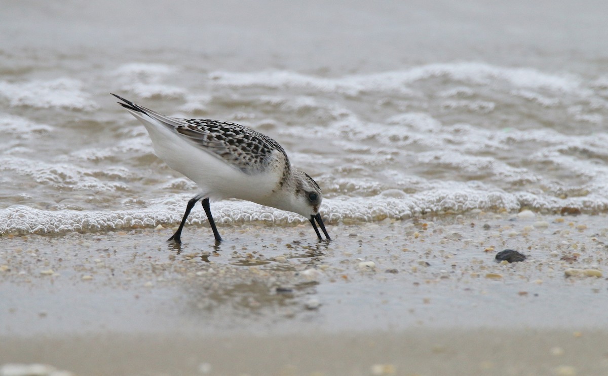 Bécasseau sanderling - ML623479265