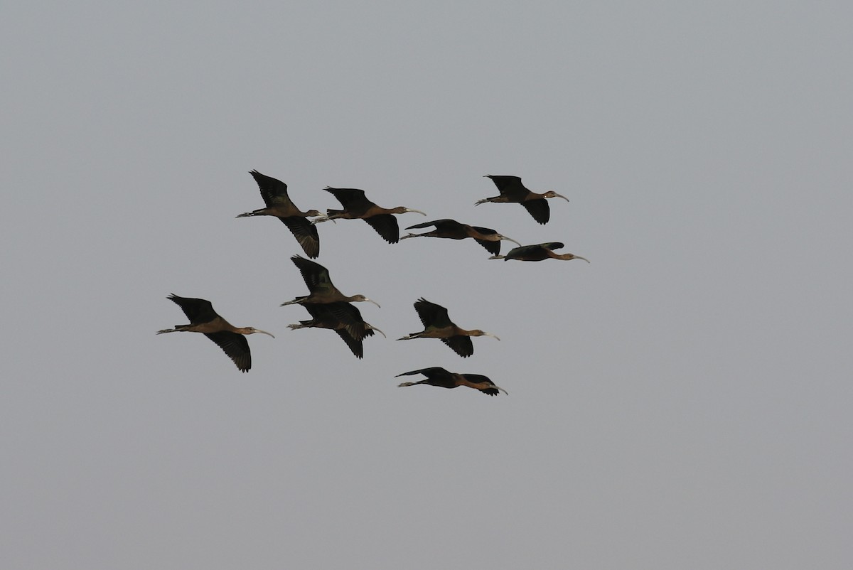 ibis hnědý - ML623479440