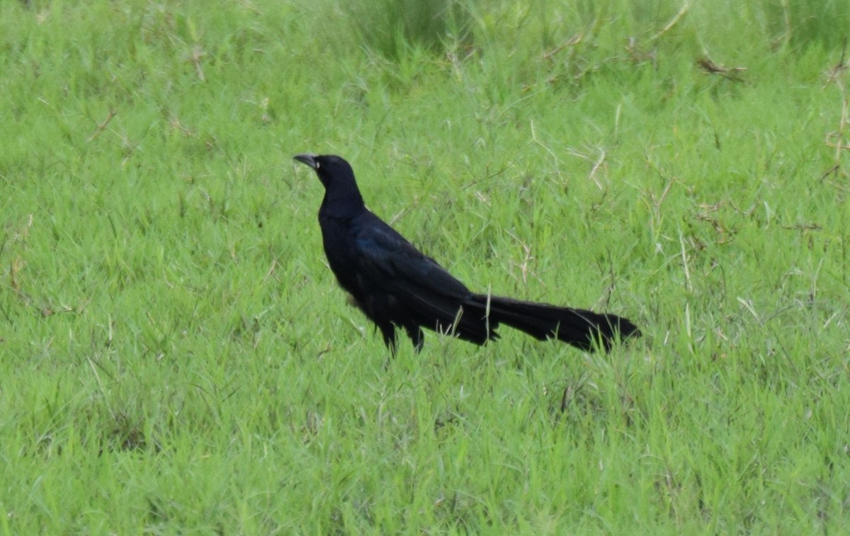 Great-tailed Grackle - Nestor Herrera