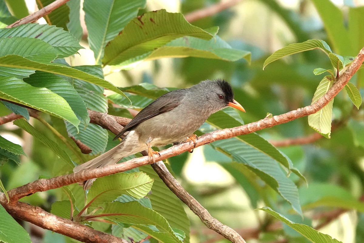 Bulbul de Maurice - ML623479465