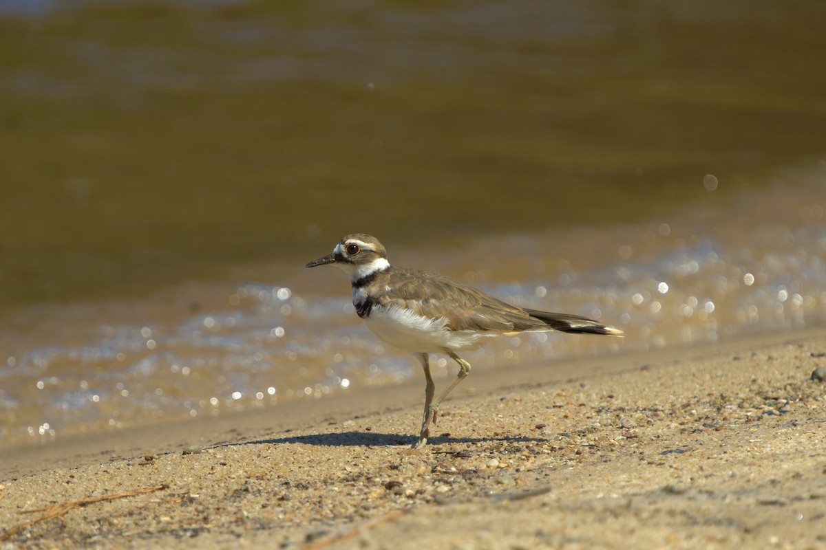 Killdeer - ML623479484