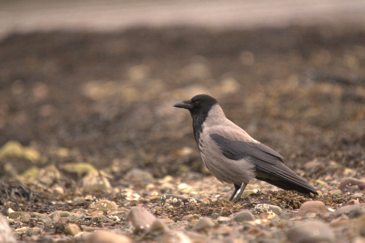 Hooded Crow - ML623479512