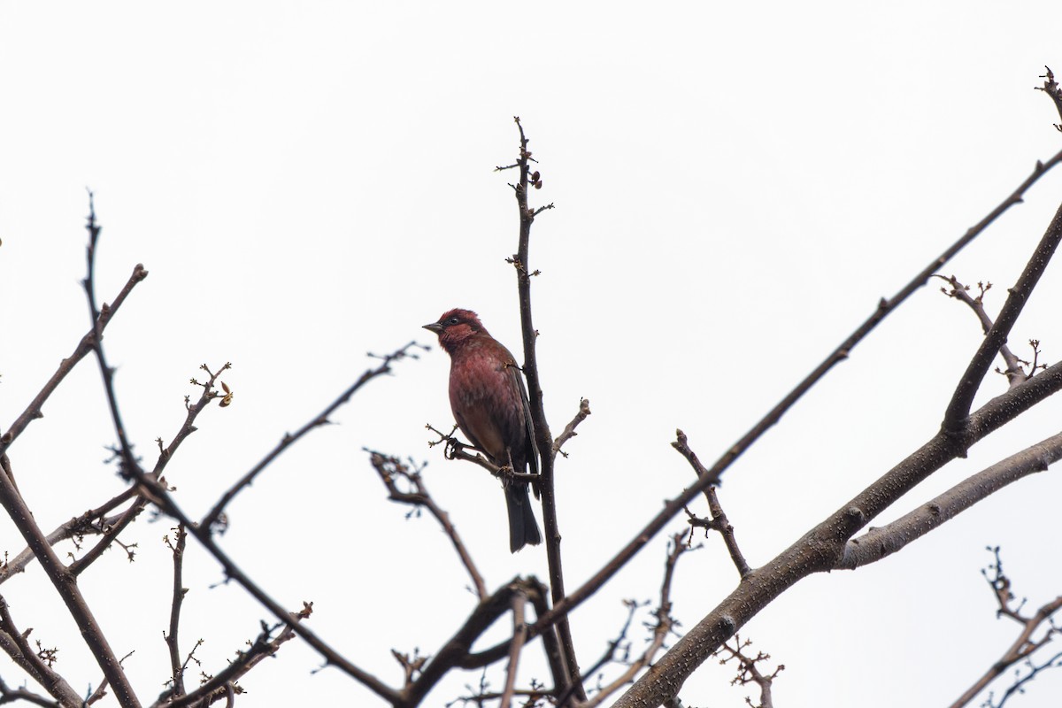 Dark-breasted Rosefinch - ML623479536