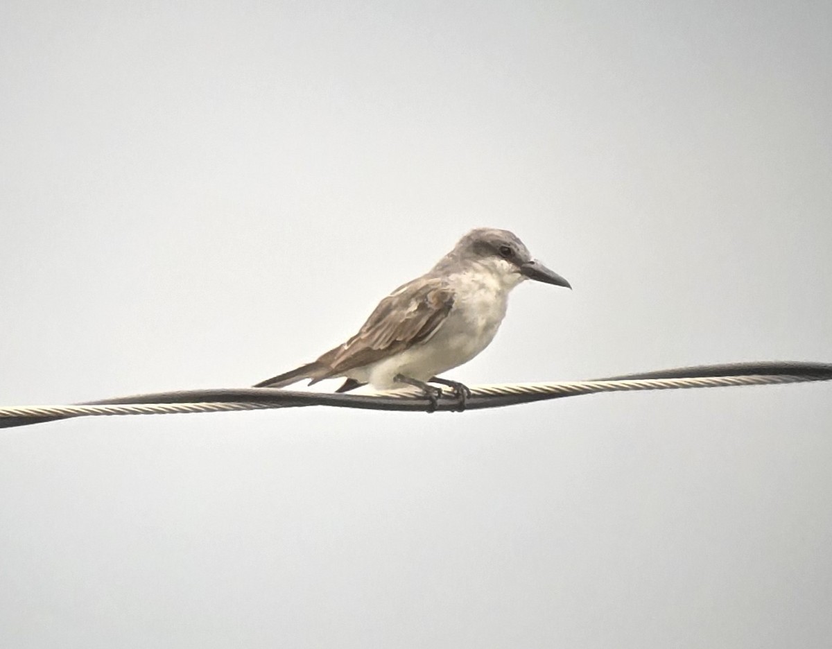 Gray Kingbird - ML623479671