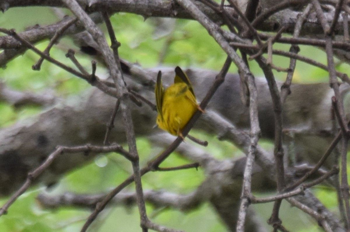 Yellow Warbler - ML623479674