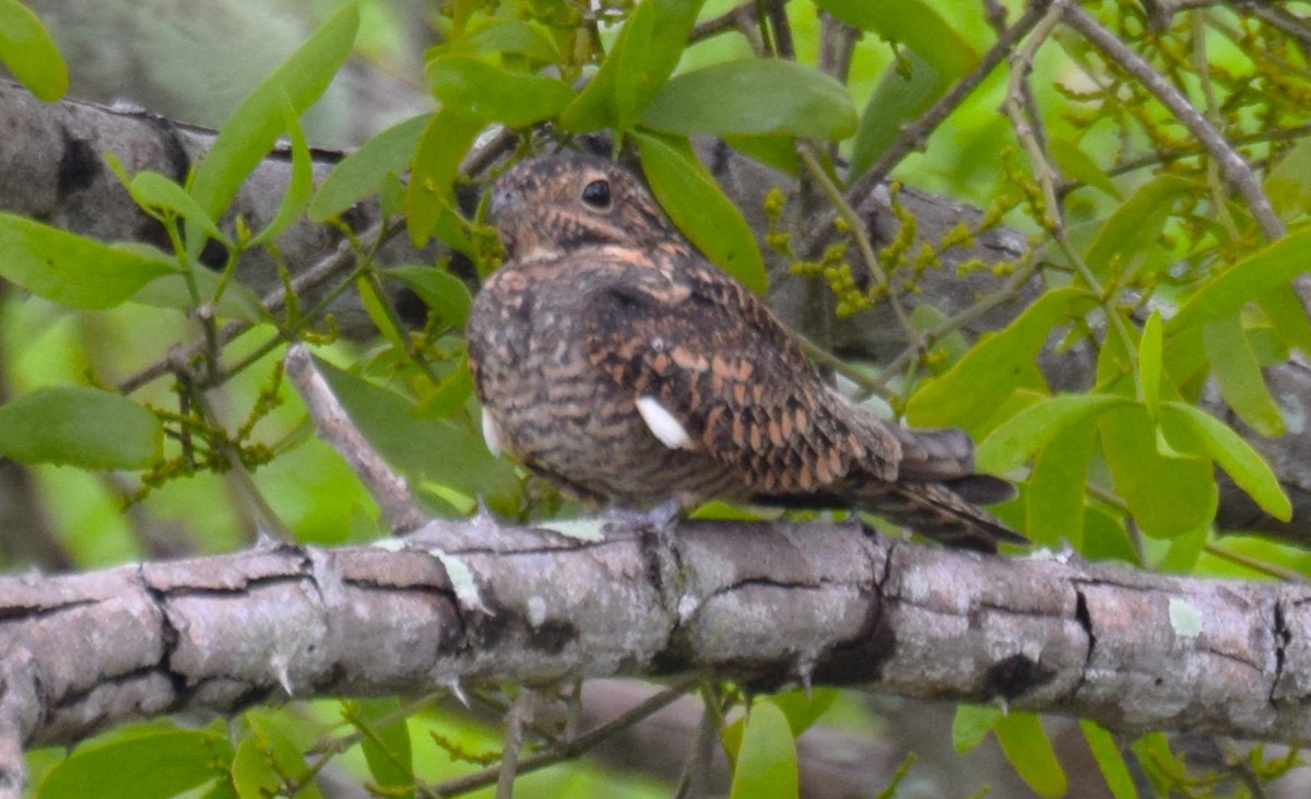 Lesser Nighthawk - ML623479685