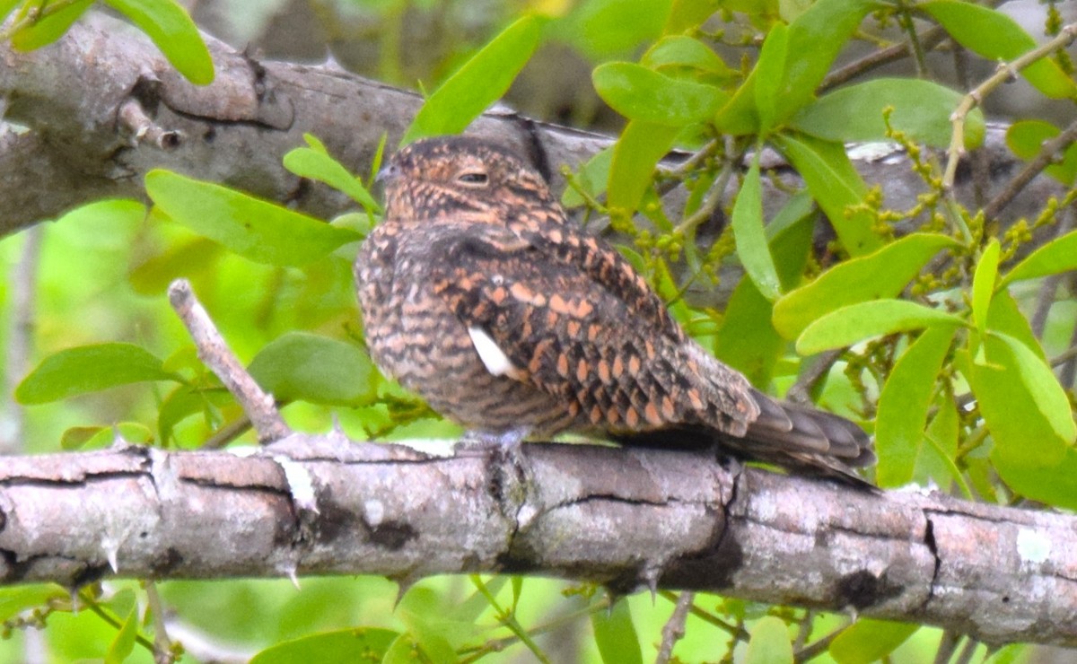 Lesser Nighthawk - ML623479686