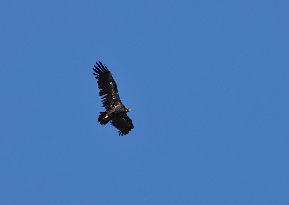 Cinereous Vulture - ML623479743
